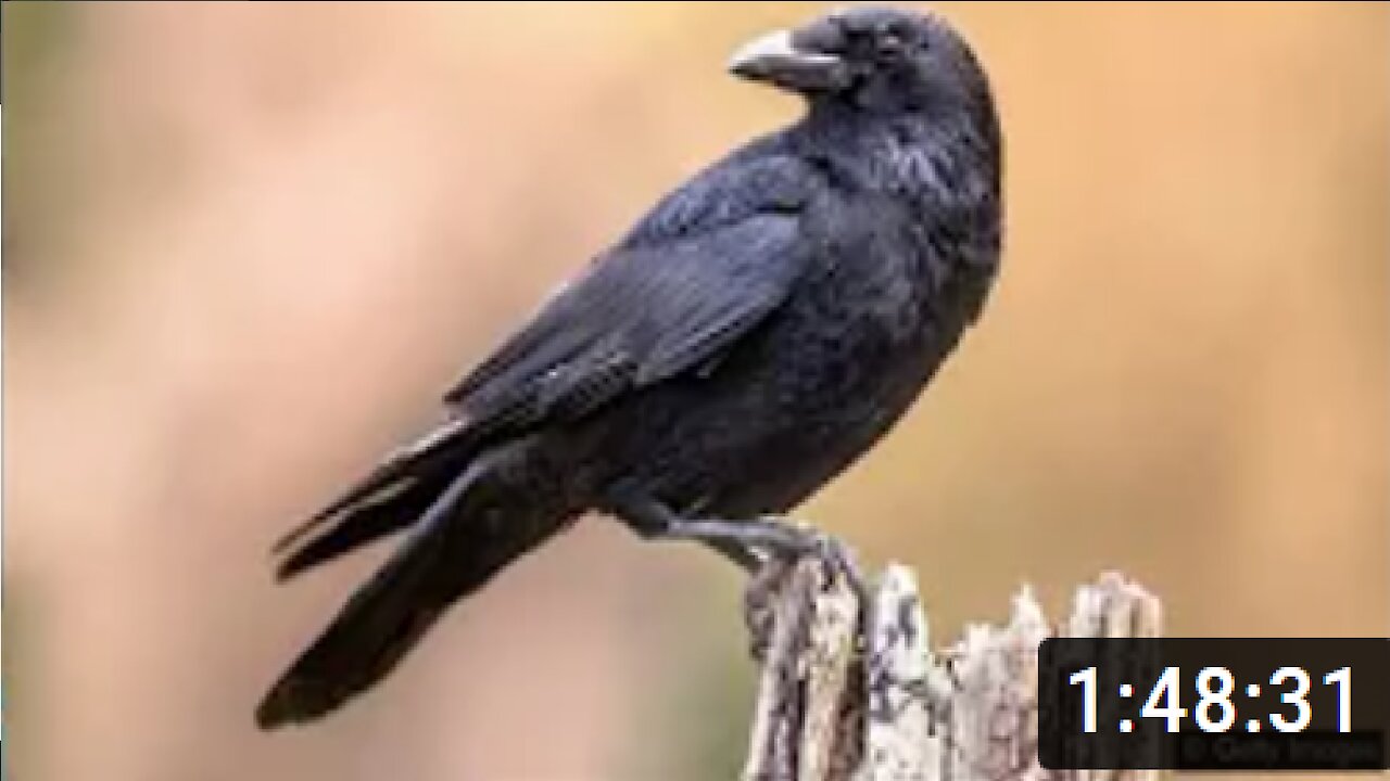 Wise bird teaches new skills. DCCI Ministries