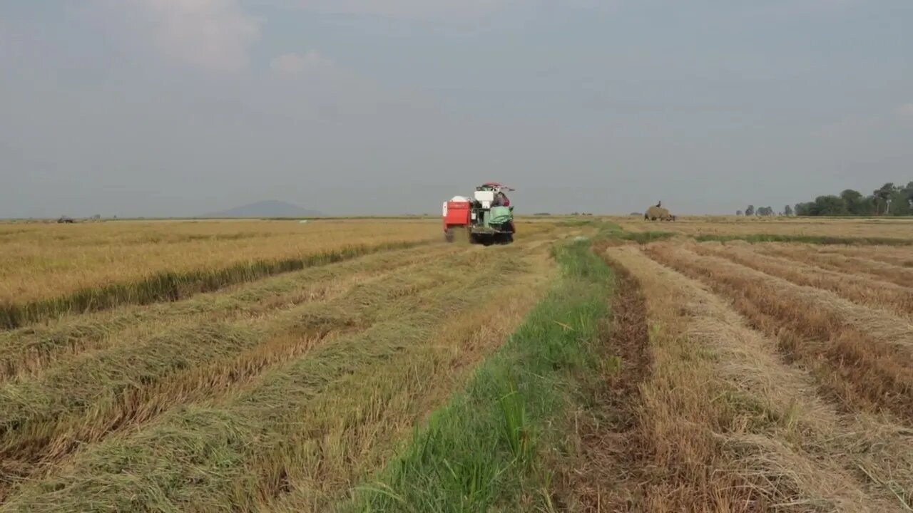 Harvesting Rice