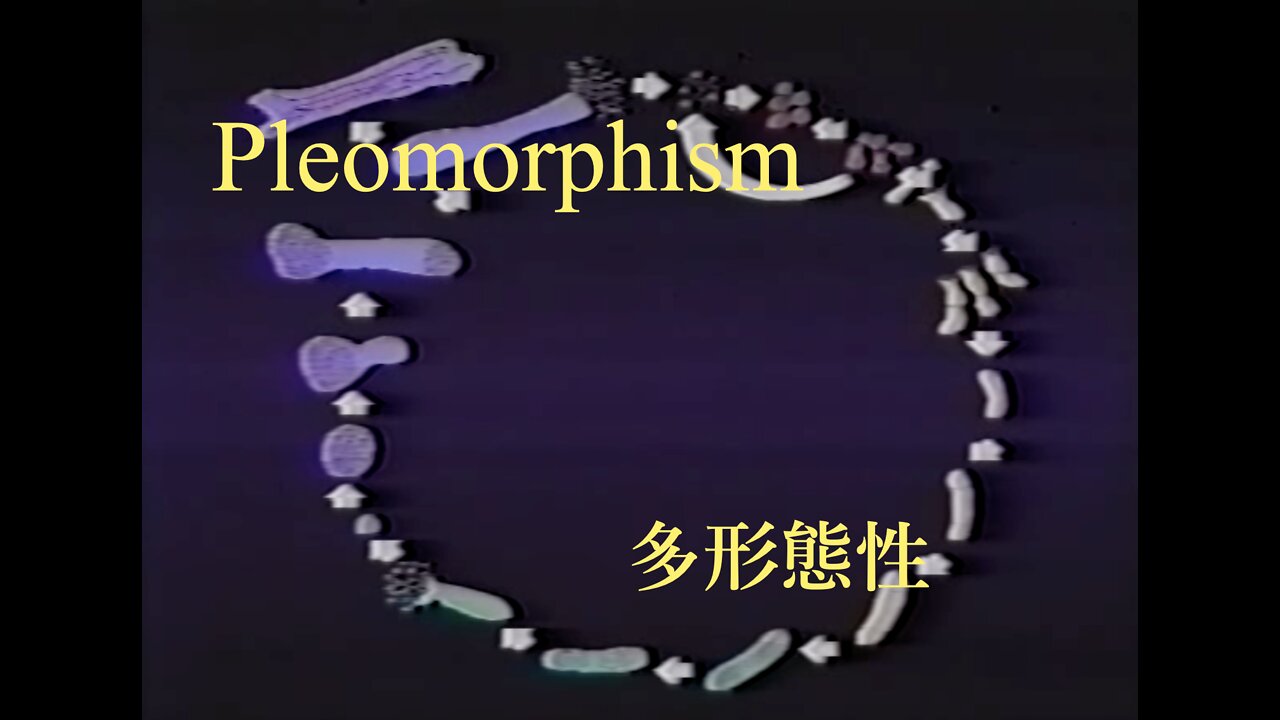 Pleomorphism / 多形態性