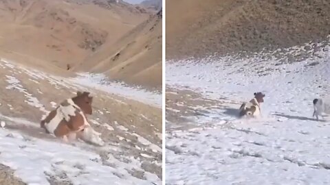 A COW SLIDING DOWN FROM THE HILL