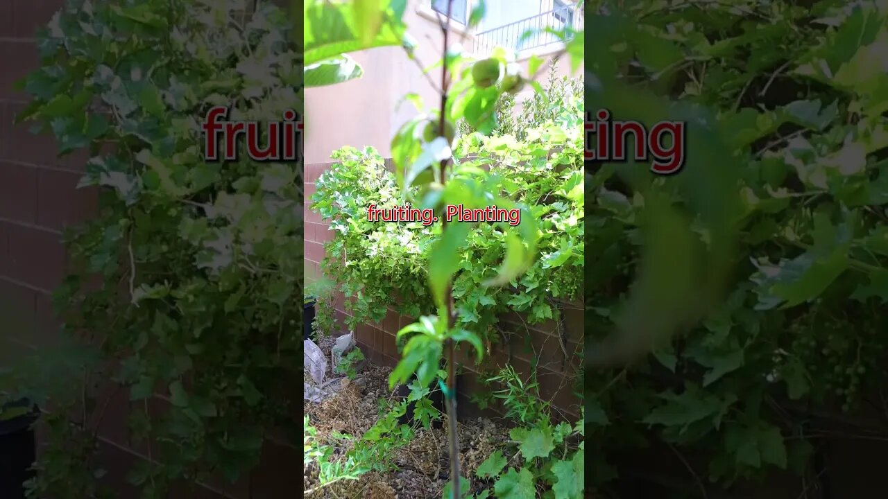 Leave your Fruit Tree Alone #shorts #fruit #donutpeach #viralshorts #gardening #grow #plants