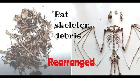 How I Rebuilt Bat's Skeleton