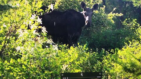 Bullwinkle Nature Encounters