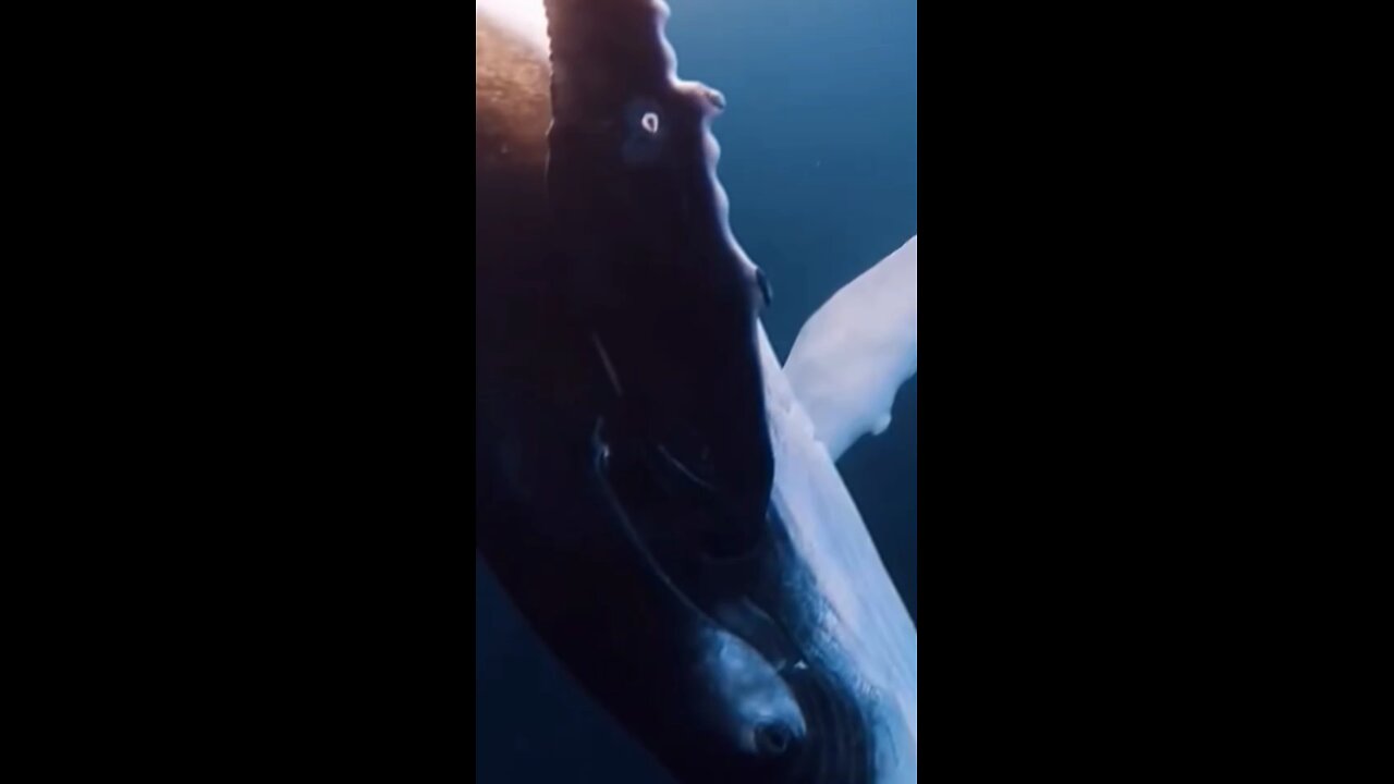 Beautiful Nature whale fish