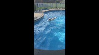 Golden retriever swimming