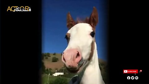 Funny Pets New TikTok Collection 2022 #funnyanimal #dog #cats