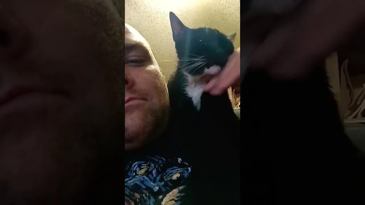 lovin kitty #shortsfeed #shortsvideo #cat #kitty #youtubeshorts #cutekitty #catlover #catshorts