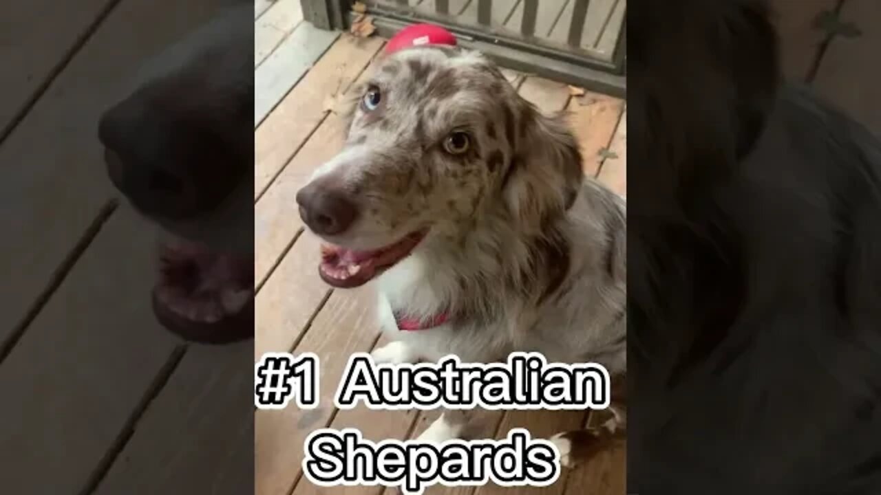 3 things about Australian Shepard's every owner should know