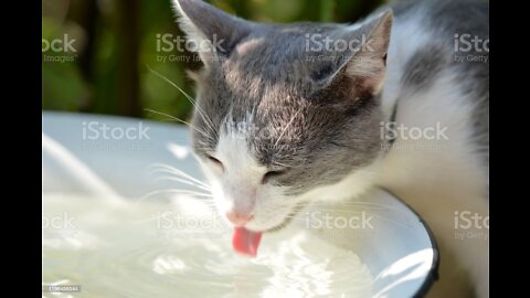 Funny Cats Playing Together In Sink Dripping Water Faucet