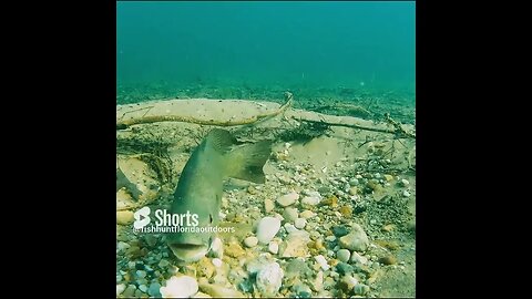 smallmouth making a bed