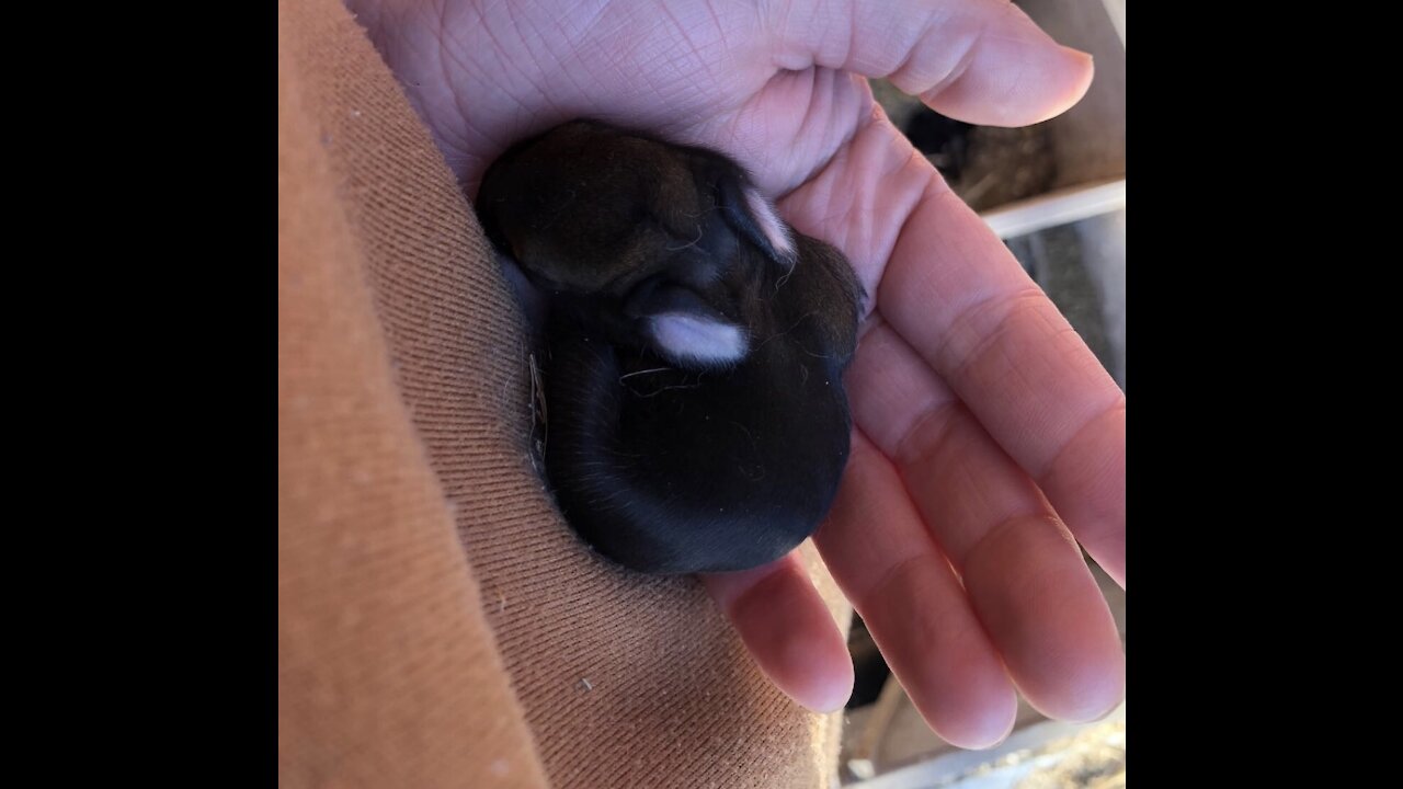 New born baby bunnies ♥️