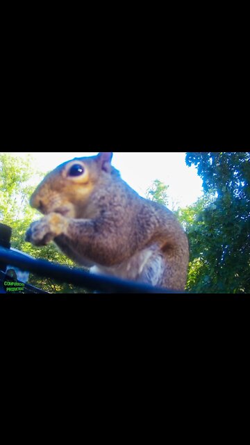 Squirrel 🐿️ Cuteness #shorts