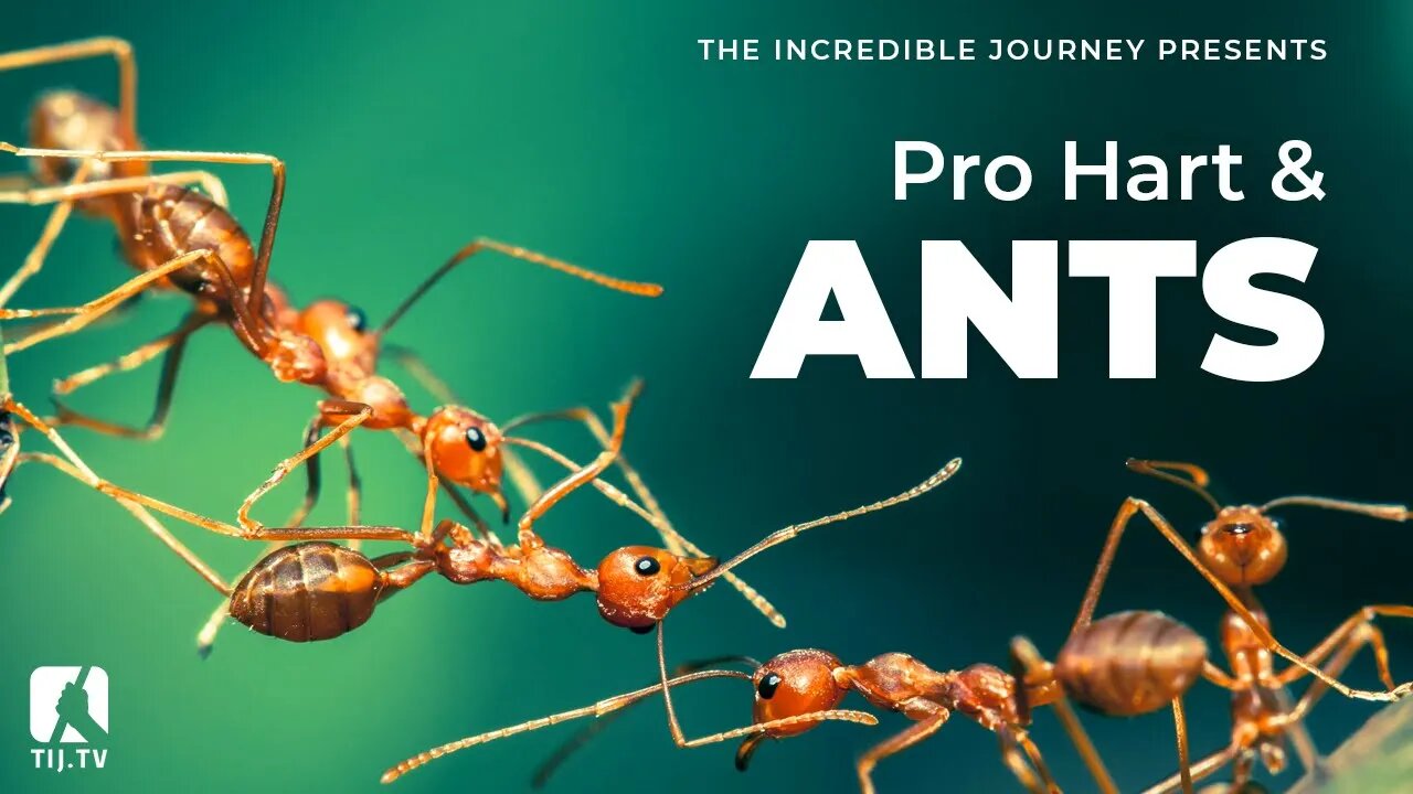 Pro Hart and Ants