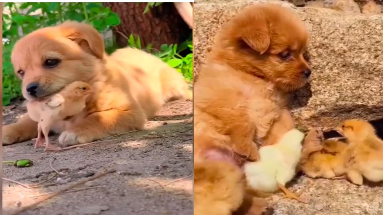 Puppy loves and cares for chicken chicks