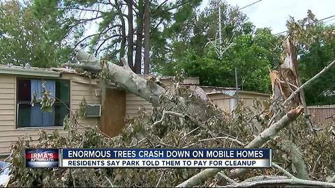 Enormous trees crash down on mobile homes