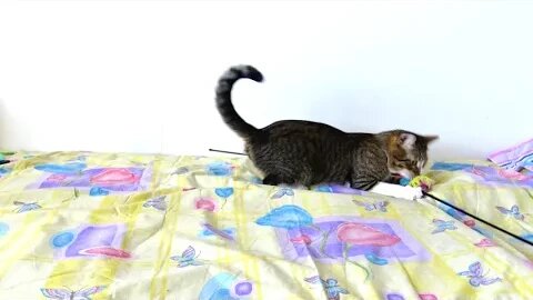 A Very Silly Playful Cat