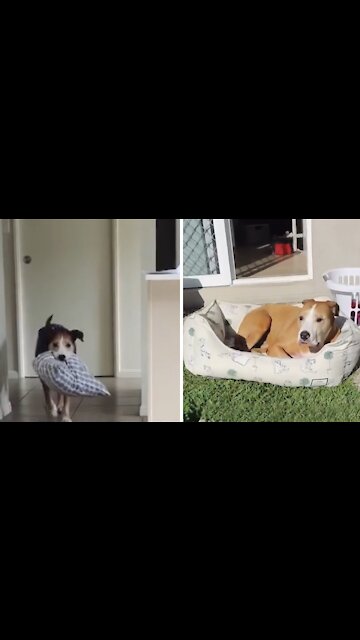 Clever Dog Drags Bed Outside To Chill In The Sun