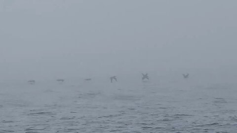 Boat ride to Channel Islands National Park | Seagulls flying low