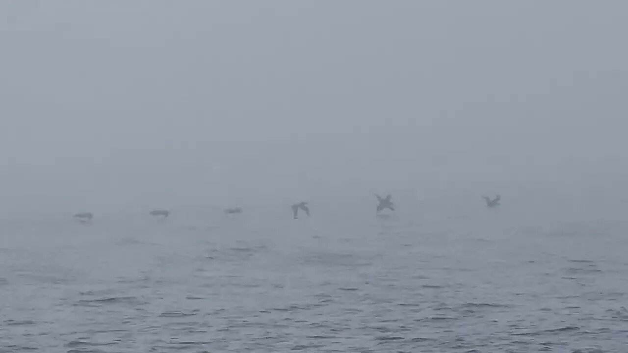 Boat ride to Channel Islands National Park | Seagulls flying low