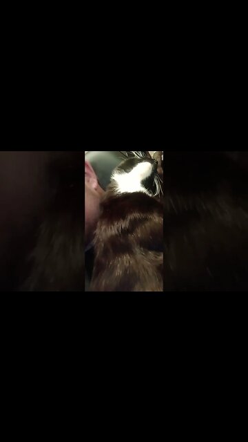 When kitties get comfortable #shorts #shortsfeed #shortsvideo #youtubeshorts #catvideos #cat