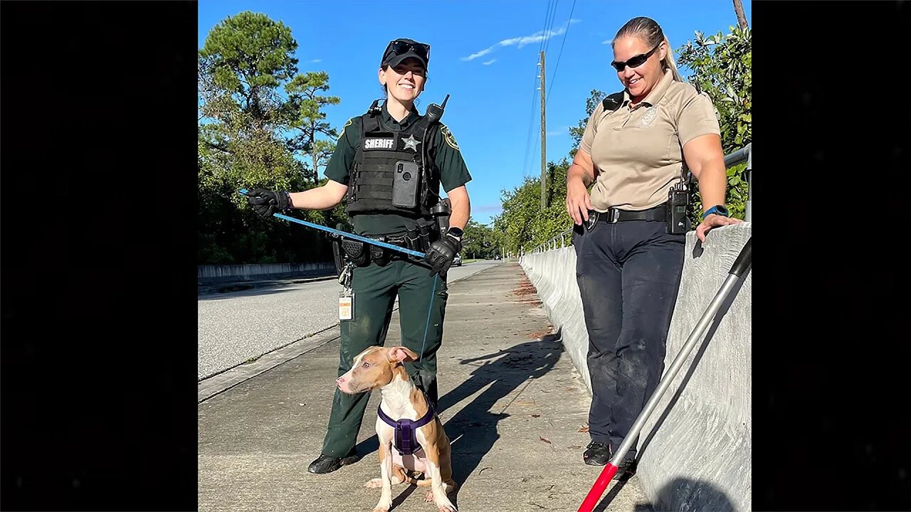 Florida deputy rescues dog thrown off bridge in plastic container