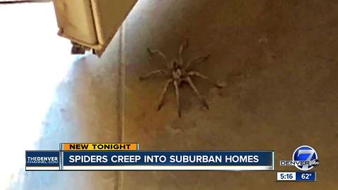 Wolf spiders are popping up in neighborhoods around the Denver metro area