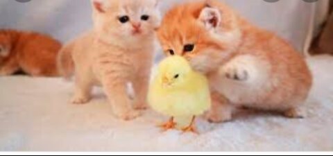 Kitten romance with a little chick 🐣🐥