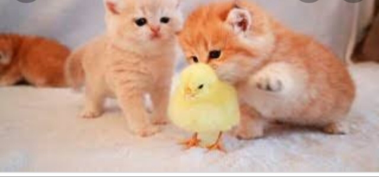 Kitten romance with a little chick 🐣🐥