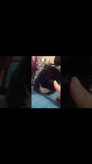 Booping kitty #shortsvideo #shortsfeed #youtubeshorts #cat #catvideos