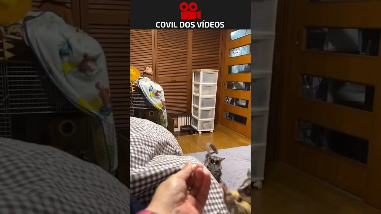 O MUNDO É DOS ESPERTOS