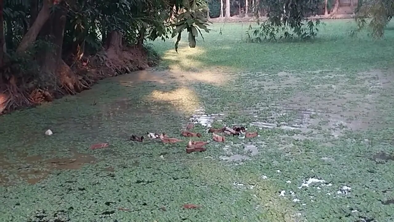 কিভাবে হাসে খাওয়া খায়