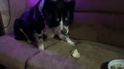 Panda has been doing this since I got her. Do you know what this means? Border Collie Food issue