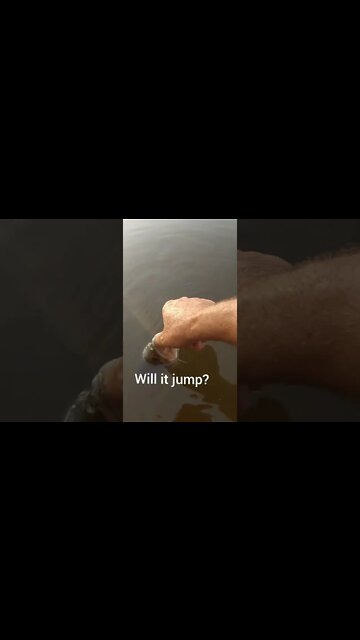 How to make a fish jump... #FinTherapy #tiktok #shorts