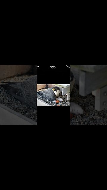 What bird can be found in every continent but Antarctica #birds #shorts