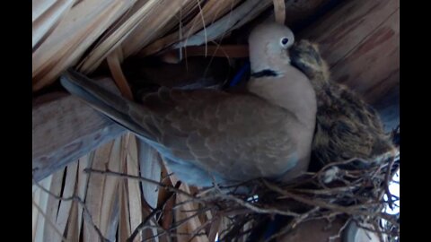 Video of Baby Doves from Eggs hatching to Flying away from the nest