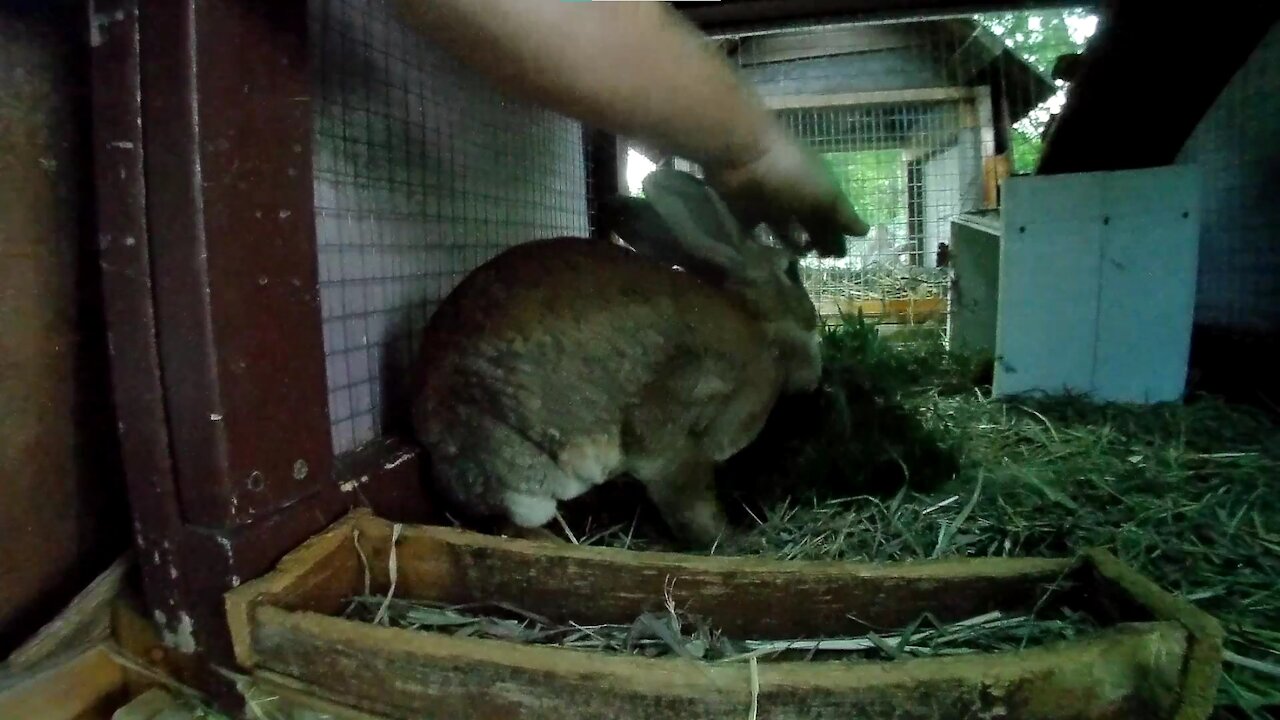 Rabbit eating until its dark