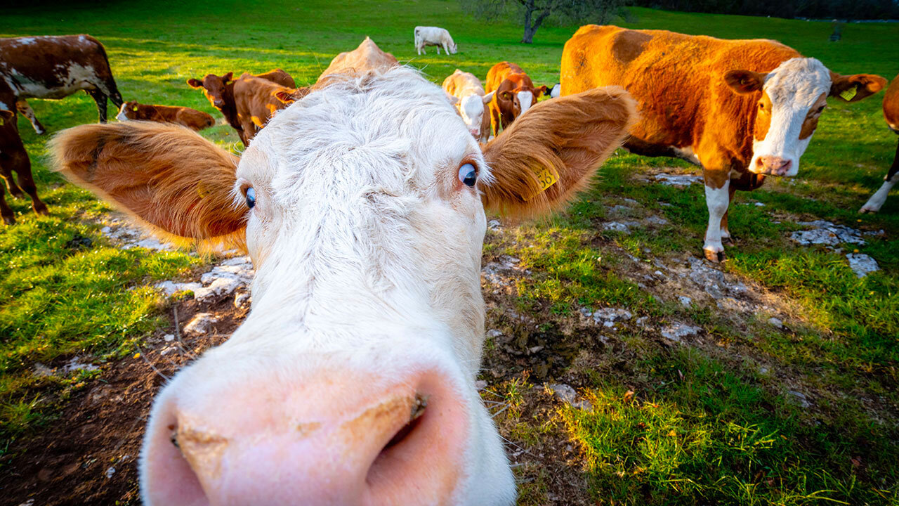 KTF News - Oklahoma Ranchers Predict Beef to Rise to $50 per Pound