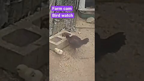 Farm cameras: monitoring animals
