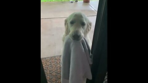 This pupper knows the drill when it’s raining