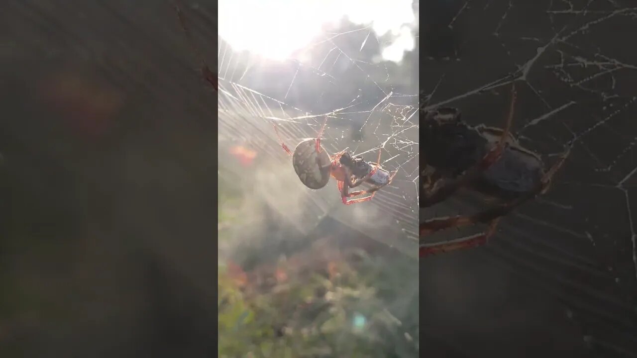 Spider eating his breakfast on our morning walk around the neighborhood