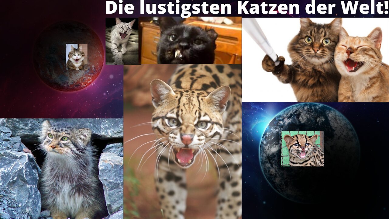 Die lustigsten Katzen!