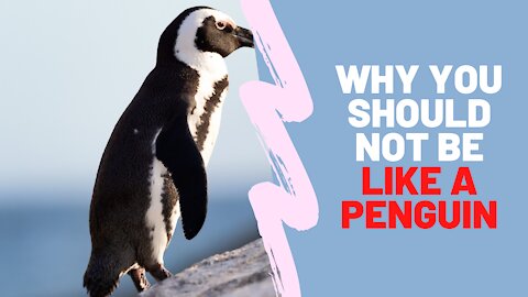 Why You Should Not Be Like A Penguin