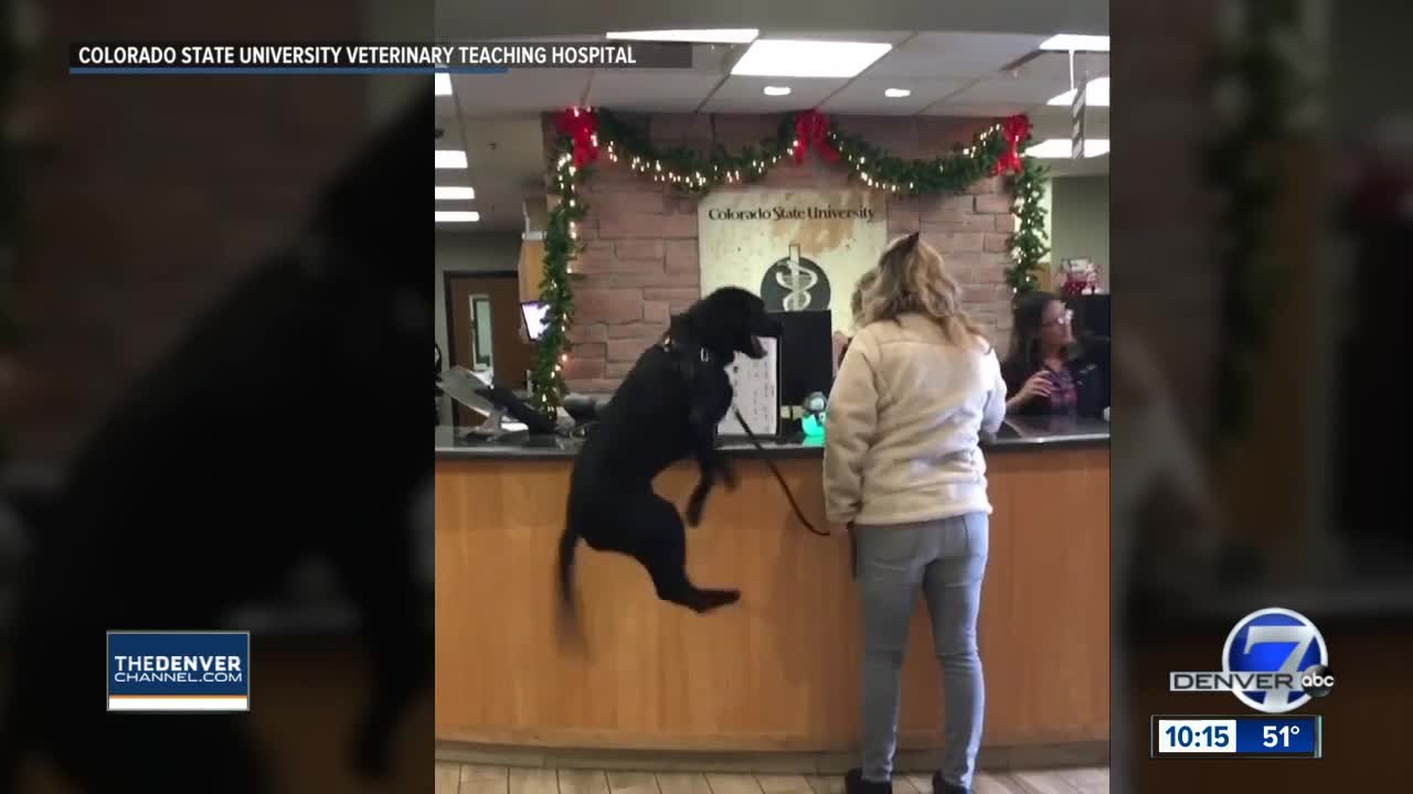 Fort Collins dog overjoyed to go to the vet