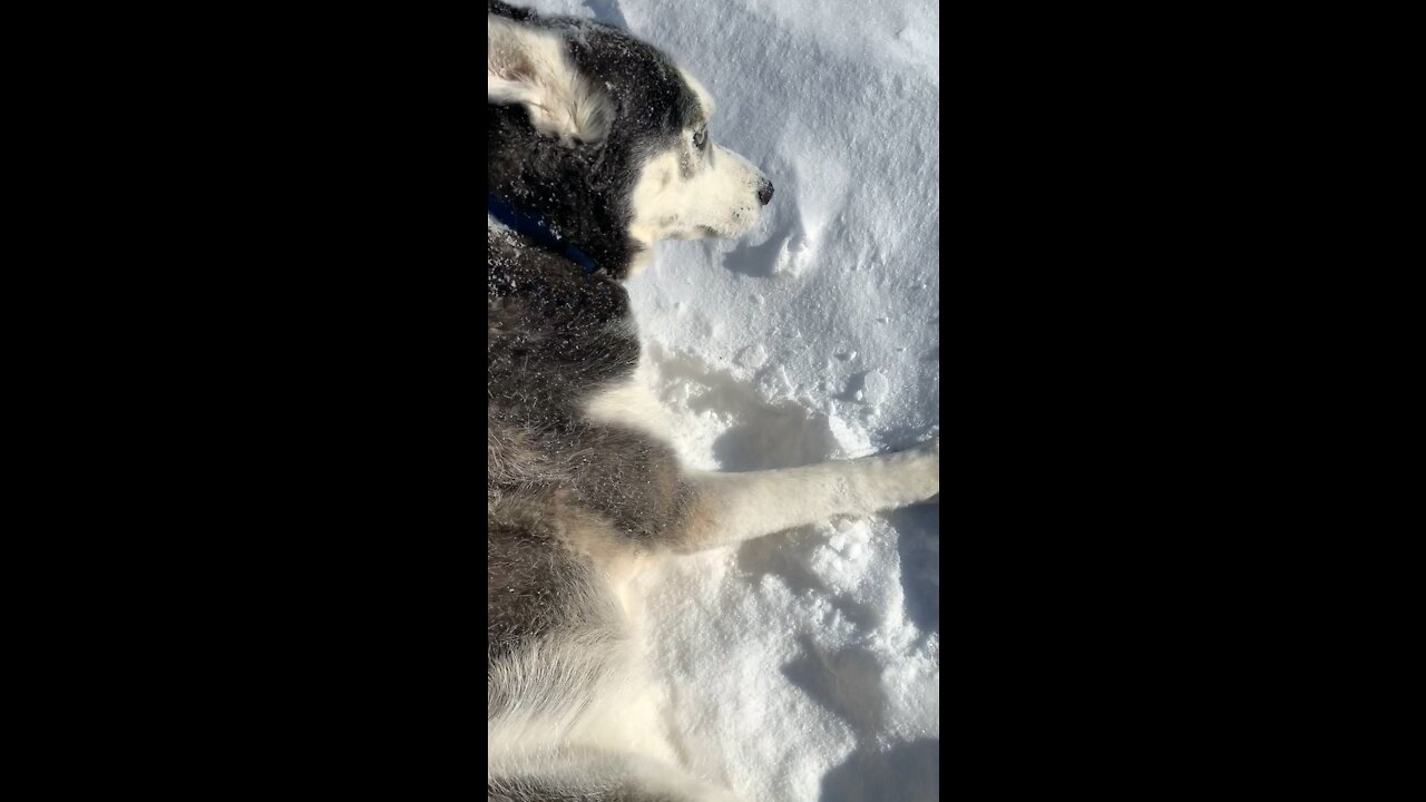 Dyson the Husky Refusing to Give Up the Snow