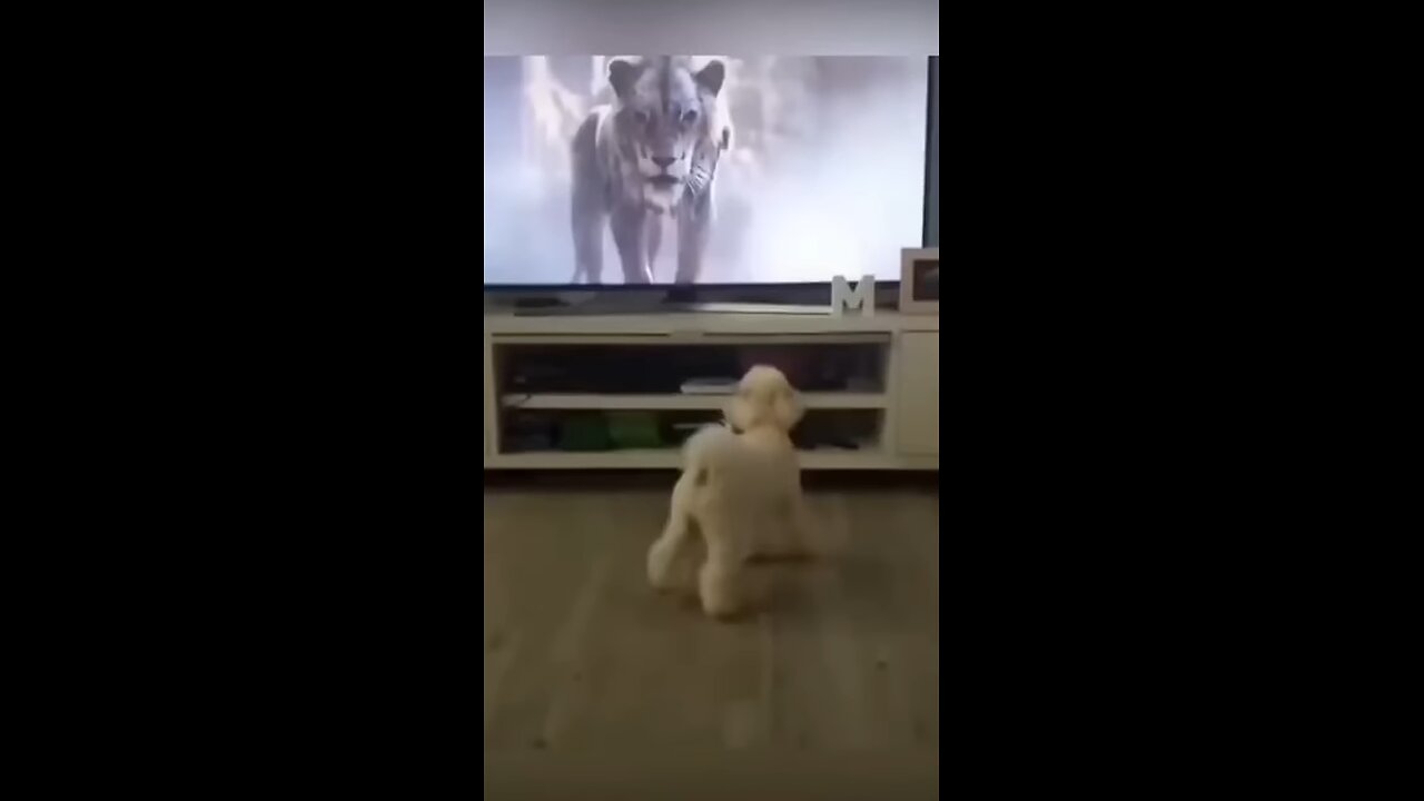 The Funny dogs Moments 🤣😂😂