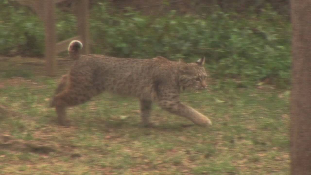 Bobcats in My North Dallas Yard