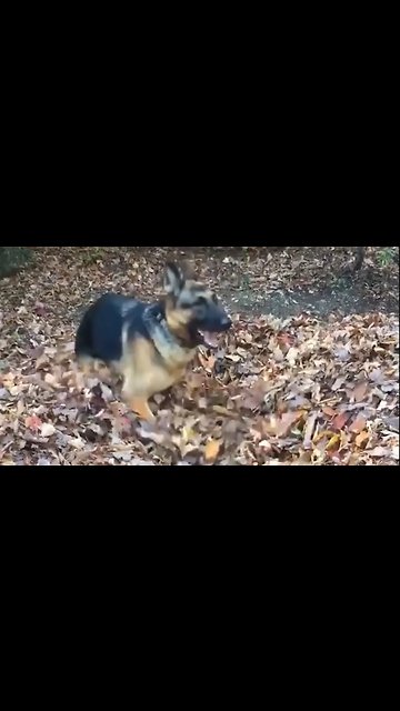 German Shepherd Dives Through Huge Leaf Pile