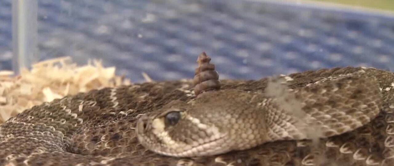 Rattlesnake sightings rise with temperature