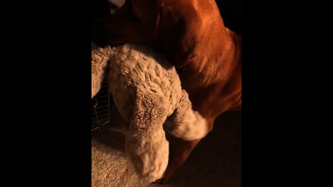 Precious pup takes his favorite toy to bed