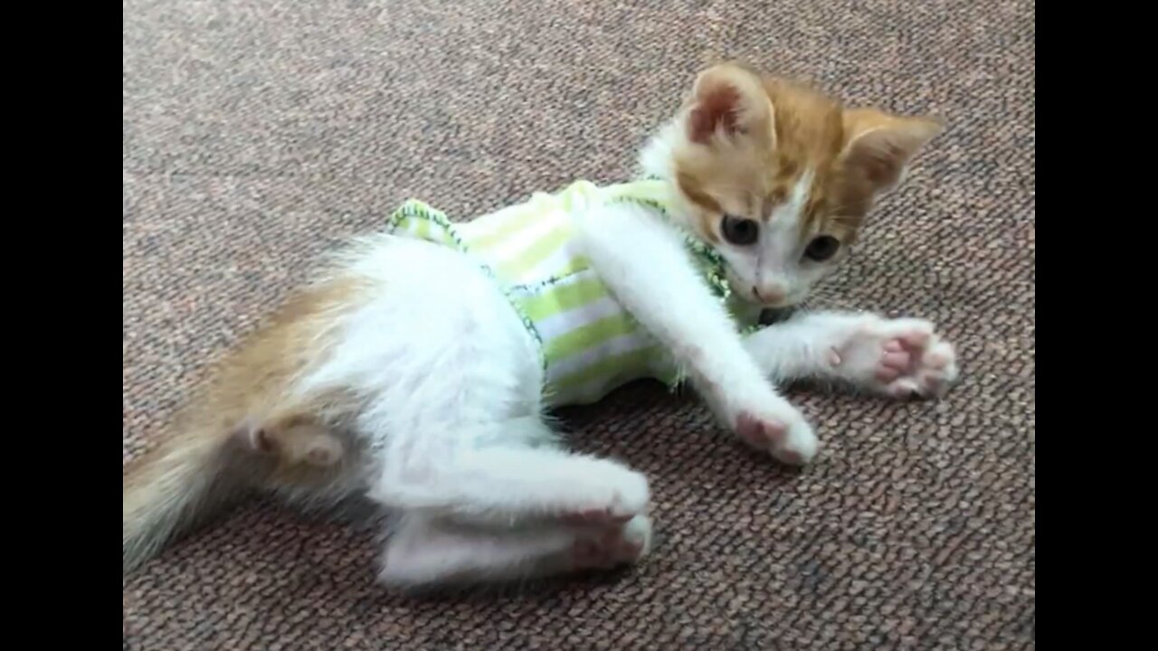 How to make Cat clothes with pattern